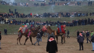 Turgutlu'da 8. geleneksel Musalar Yeniköy deve güreşleri yapıldı