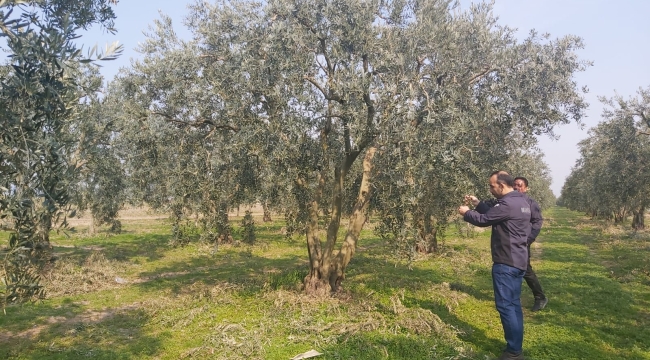 Zeytinde halkalı leke ve dal kanseri kontrolü başladı