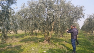 Zeytinde halkalı leke ve dal kanseri kontrolü başladı