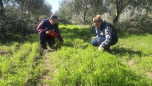 Akhisar'da"iyi tarım için yeşil gübreleme ile zengin topraklar''projesi başladı