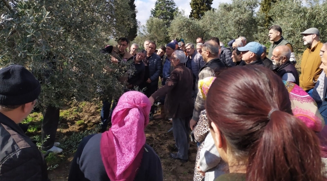 Akhisar'da zeytin üreticisine budama eğitimi
