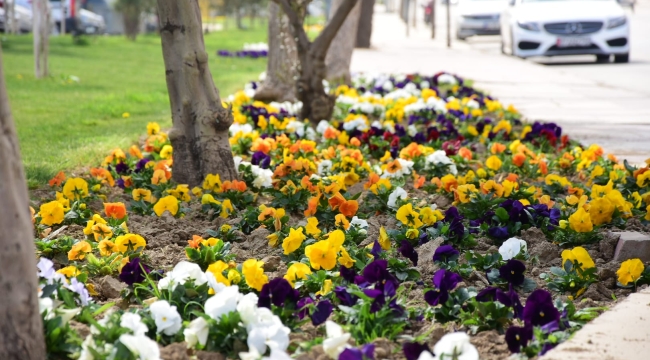 Alaşehir parkları çiçek açtı