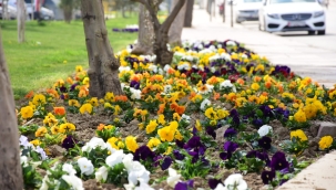 Alaşehir parkları çiçek açtı