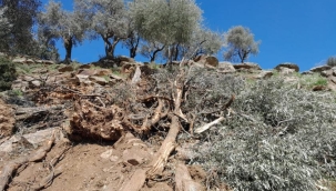 Aydın Çine'de asırlık zeytin ağacı katliamı
