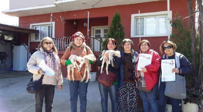 Baharın müjdesi ak kuzular