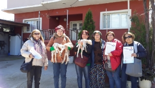 Baharın müjdesi ak kuzular