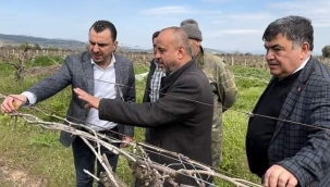 Başevirgen,don vuran bağları gezdi, üreticileri dinledi