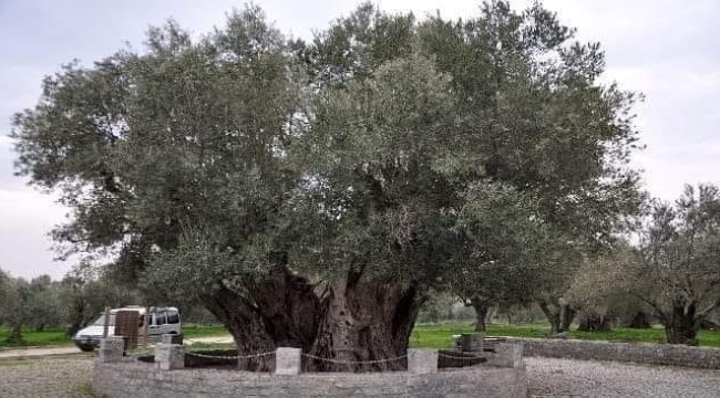 Kırkağaç'ta anıt zeytin ağacı 2018 yaşında
