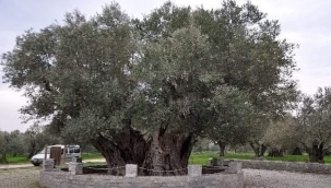 Kırkağaç'ta anıt zeytin ağacı 2018 yaşında