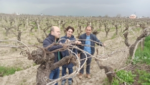  "Manisa üzüm platformu" ekibi bağlarda incelemede