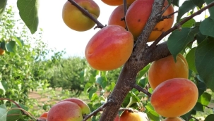 Meyve fidanı satışları başladı