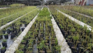 Muradiye orman fidanlığının,OSB'ye devri mahkemece durduruldu