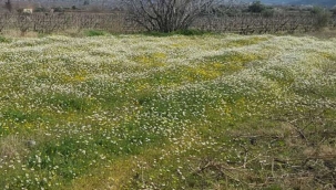 Sarıgöl'de mart ortasında doğada çiçekler açtı 