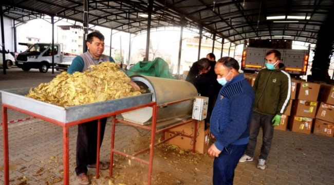 Tütün üreticilerinin 2 aylık fiyat direnişi kırıldı