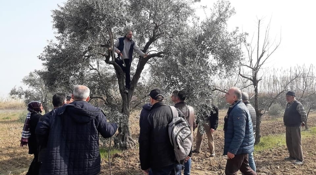 Üreticilere zeytin budama eğitimi