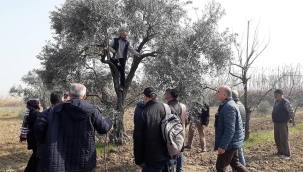 Üreticilere zeytin budama eğitimi