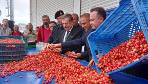 Mevsimin ilk kirazı tezgaha çıktı,80 liradan alıcı buldu