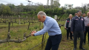 Üç ilçede bağlarda biyoteknik mücadele için ilk adım atıldı