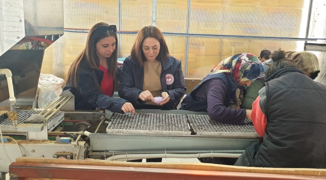 Yetiştirilen fideler ekime hazır