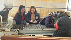 Yetiştirilen fideler ekime hazır