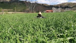 8 ilçede ekilen arpada hasat dönemi