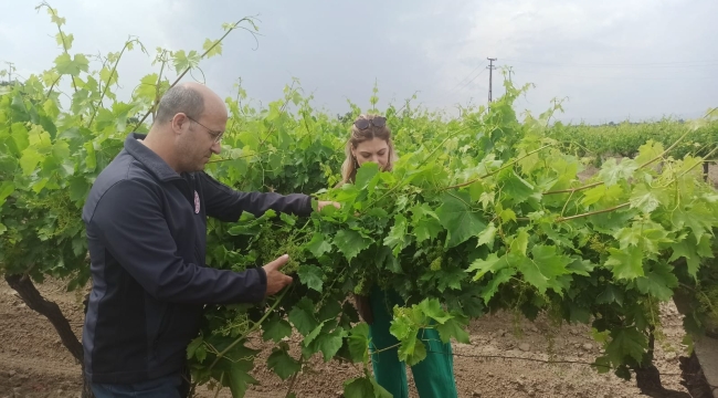 Bağlarda ilaçlama tamamlandı,çiçek dönemi başladı