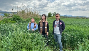Buğday tarlada ekmek sofrada 15 ilçede ekilen buğday boy verdi