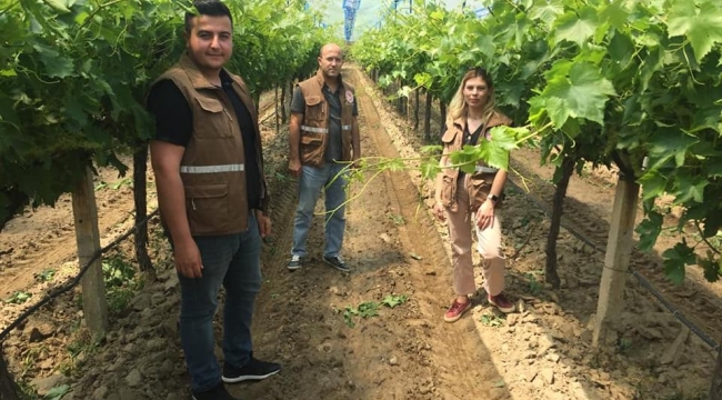Örtü altı üzüm yetiştirme çalışmaları yaygınlaştırılıyor