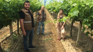 Örtü altı üzüm yetiştirme çalışmaları yaygınlaştırılıyor