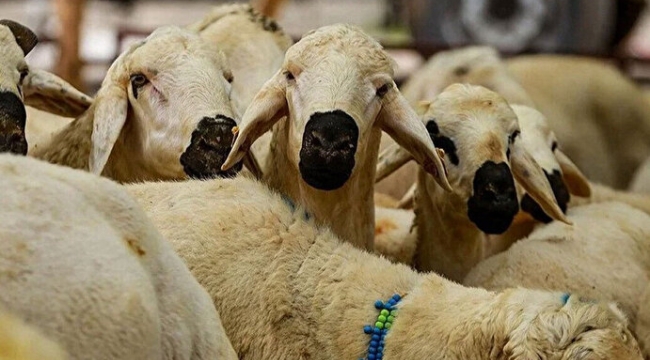 Vekaleten kurban kesim fiyatı yüzde 164 zamlandı