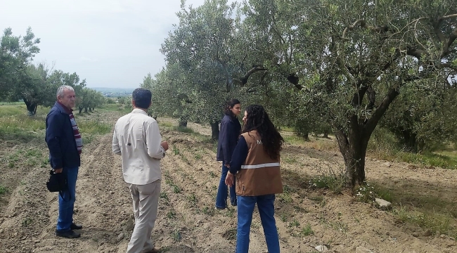 Zeytin alanlarında hastalık kontrolü