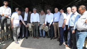 4 ilçede danmızlık koçlar üreticilere ulaştı