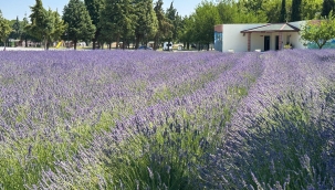 Akhisar'da lavanta hasadı başlıyor
