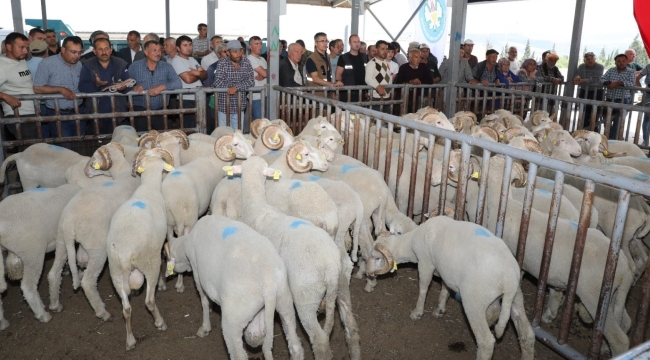 Akhisar,Kırkağaç,Soma ve Gölmarmara'da damızlık koç dağıtımı