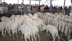 Akhisar,Kırkağaç,Soma ve Gölmarmara'da damızlık koç dağıtımı