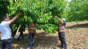 Kiraz bahçelerinde hastalık denetimi