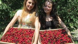 Kiraz üreticileri dış pazara çalışıyor