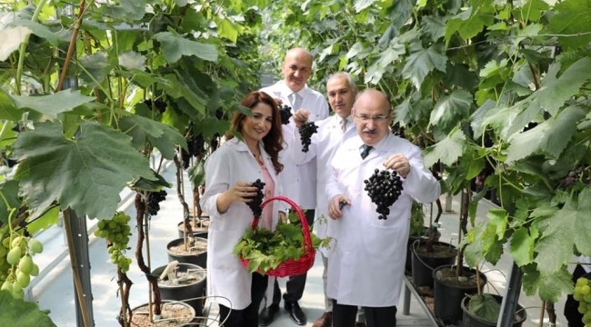 Manisa'da ilk üzüm hasadı yapıldı