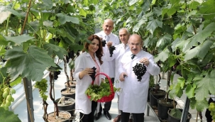 Manisa'da ilk üzüm hasadı yapıldı