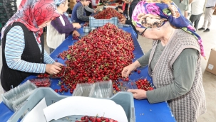 Müdür Öztürk,kiraz üretiminin yüzde 70'i Salihli'den
