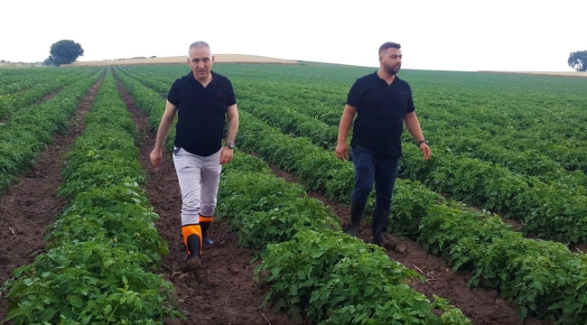 Müdür Öztürk pamuk, mısır, buğday, zeytin ve bağları gezdi