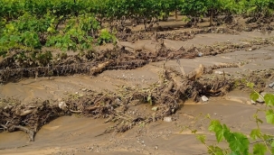 Sarıgöl'ü sel vurdu:bağlarda zar büyük