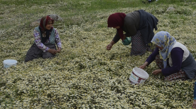 Şifalı papatyanın kilosu 130 liradan satılıyor