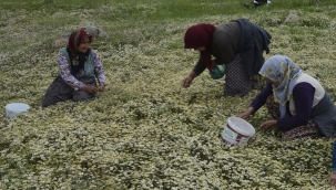 Şifalı papatyanın kilosu 130 liradan satılıyor