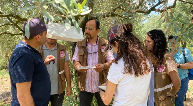 Zeytin bahçelerinde hastalık denetimi sürüyor