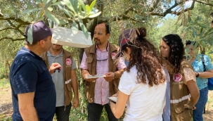 Zeytin bahçelerinde hastalık denetimi sürüyor