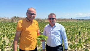 Başkan Akın Kuzey Makedonya 'da tütün kırdı