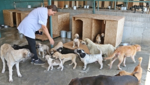 Belediye sahipsiz 3925 hayvanı tedavi etti