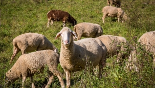 Canlı hayvan pazarı kapatıldı