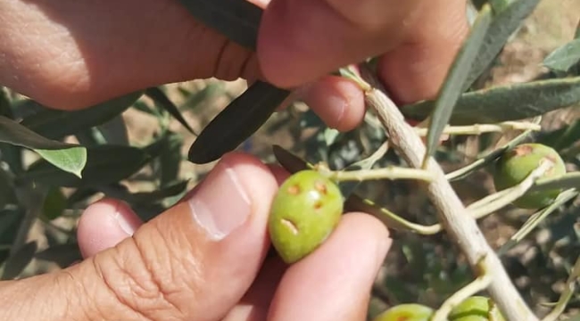 Doluda zarar gören üreticilere bilgi desteği
